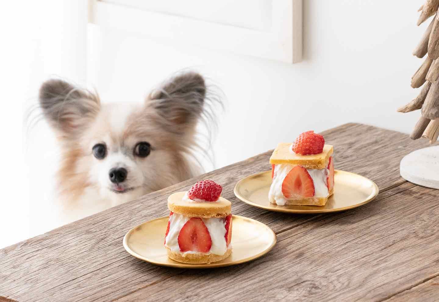 たった材料１つ 犬も食べられる生クリームの作り方。超簡単