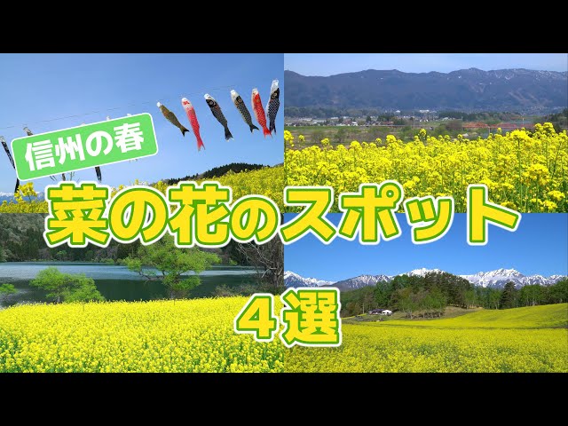 お試し そのままサラダで！ 信州産甘い蜜香る野沢菜の花野菜 葉物 産直アウル 農家から直接野菜などの食材を購入できる産地直送の宅配通販サイト