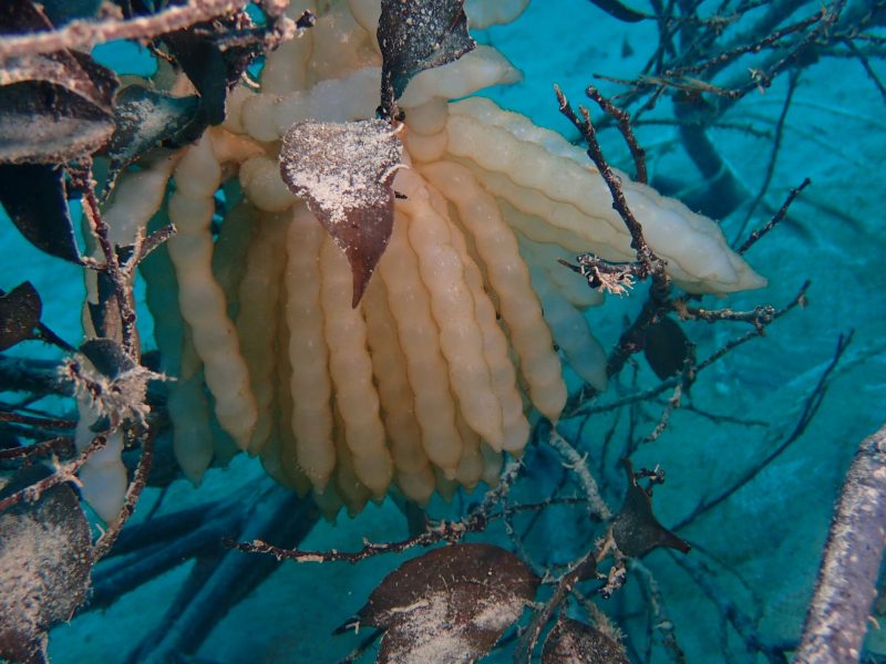 アオリイカ ～イカの王様・大きく育っています～船橋市場船橋市地方卸売市場