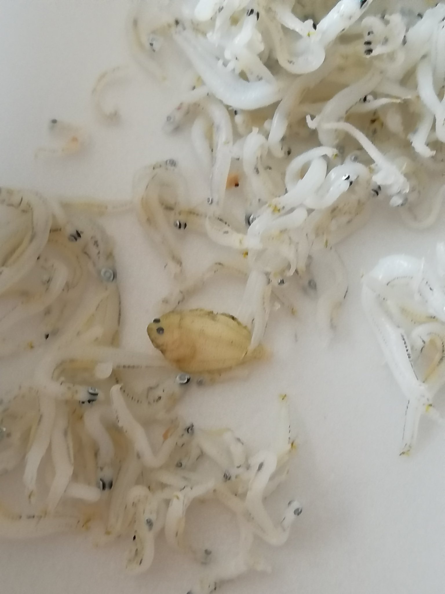 産卵シーズン以降は特に注意？ 相次ぐ小魚パックへの「ふぐの稚魚」混入ふぐマガ