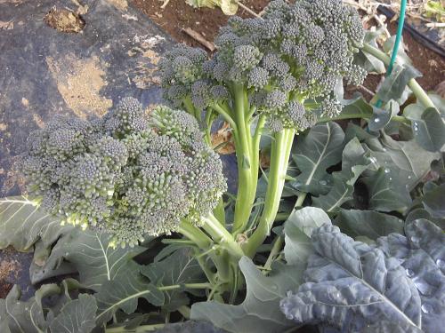 茎ブロッコリー 花が咲くまみちゃんちの家庭菜園