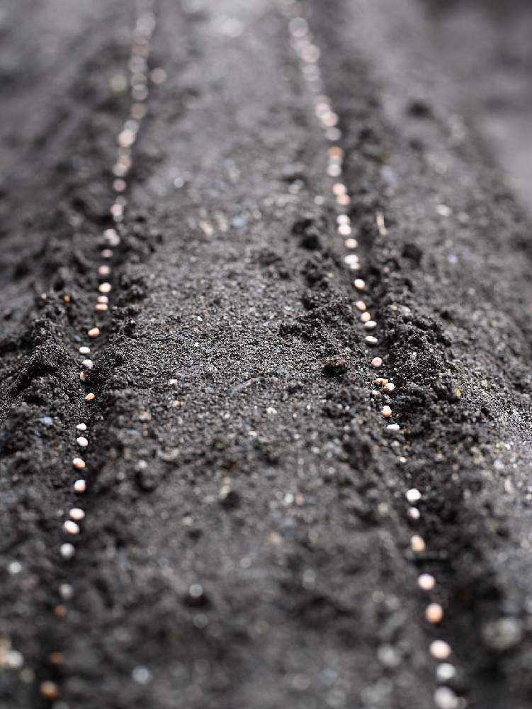 青味大根 大根- e-種や国内最大級の野菜種・花種・苗・農業資材の販売店