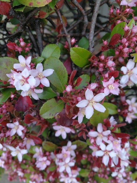 大連休前のモッコクもどきspinflopのブログ