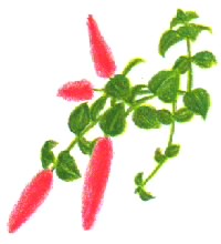 キフクリンアカリファ自然 粟国アーカイブス