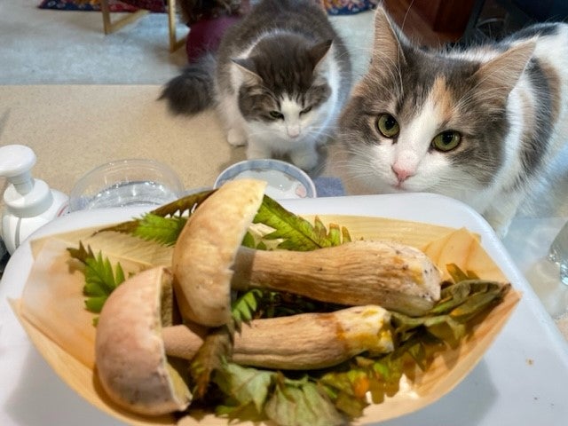 Trattoria&Bar 黒猫 大阪北部 茨木・高槻・箕面・伊丹空港 ・イタリアン・イタリア料理 - じゃらんnet