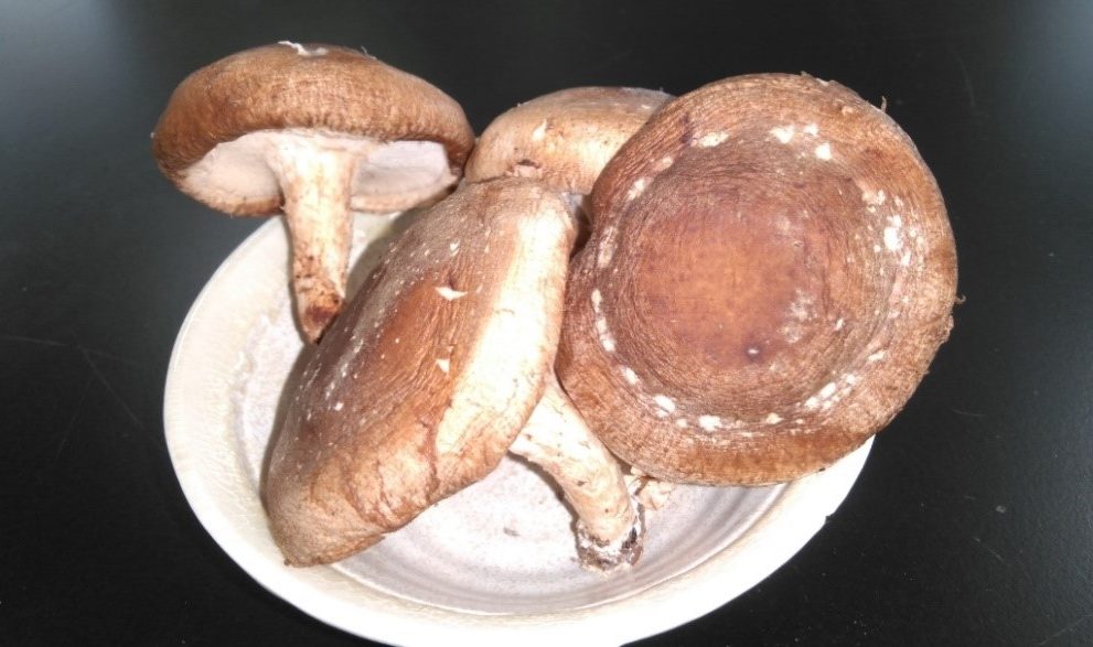 しいたけに白いカビ？緑や黒は食べられる？しめじやエリンギ等のきのこにも – 菜乃'sライブラリ