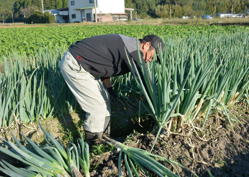 ネギの種類 焼き物から鍋物まで、料理で品種を使い分けよう！カゴメ株式会社