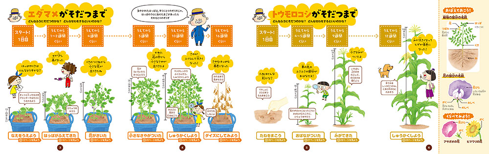 白いとうもろこしの育て方甘くて美しいピュアホワイトを家庭菜園で栽培する方法 - FARM NAVI ファームナビ