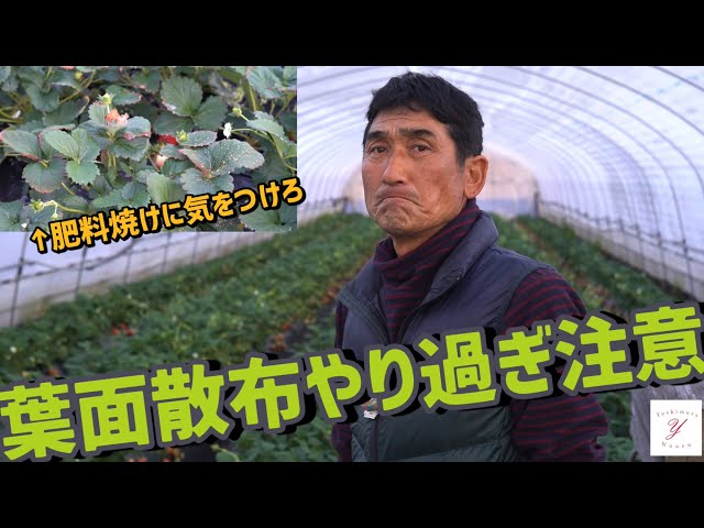 イチゴの病害 奈良県公式ホームページ