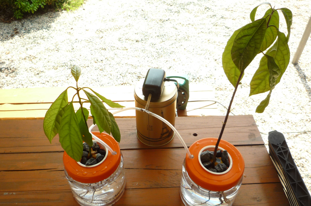 アボカドの種 から双子の芽が出た 水耕栽培→鉢植え 観葉植物に - 鈴木ややブログ