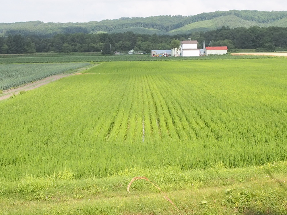 今朝、コープ薬園台店に買物に行ったら、有りました。備蓄米 、３３８０円 税込３６５０円 でした。嬉しくてつい買ってしまいました。 もう、とっくに出てたのかもしれないけど、私は今日、初めて見ました。 精米時期25.5上旬、複数原料 米と書いてあります他のものは皆