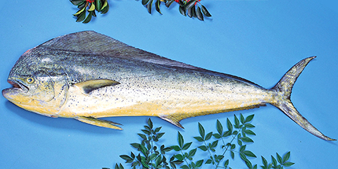 シイラ マヒマヒ しいらの栄養価と効用：旬の魚介百科