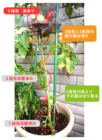 トマト家庭菜園JA石川かほく