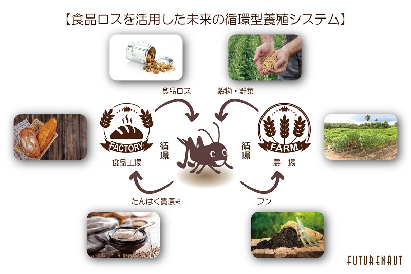 なぜ今食用コオロギが注目されている？餌や種類・栄養、デメリットやおすすめ商品も紹介 - SpaceshipEarth スペースシップ・アース SDGs・ESGの取り組み事例から私たちにできる情報をすべての人に提供するメディア