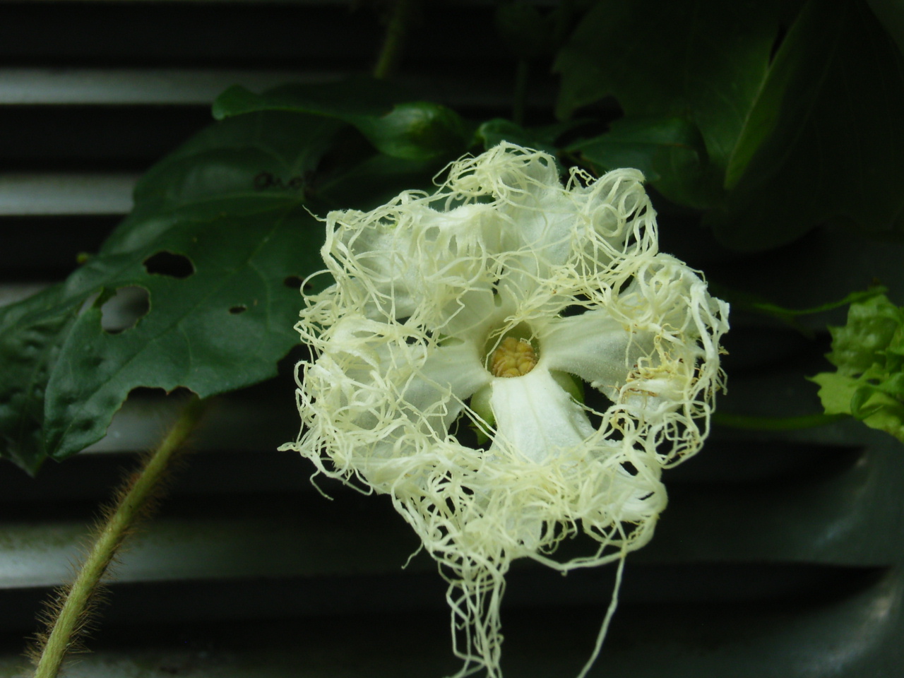 琉球スズメウリ：安全に楽しむための知識と注意点 - 食べ方を中心に解説