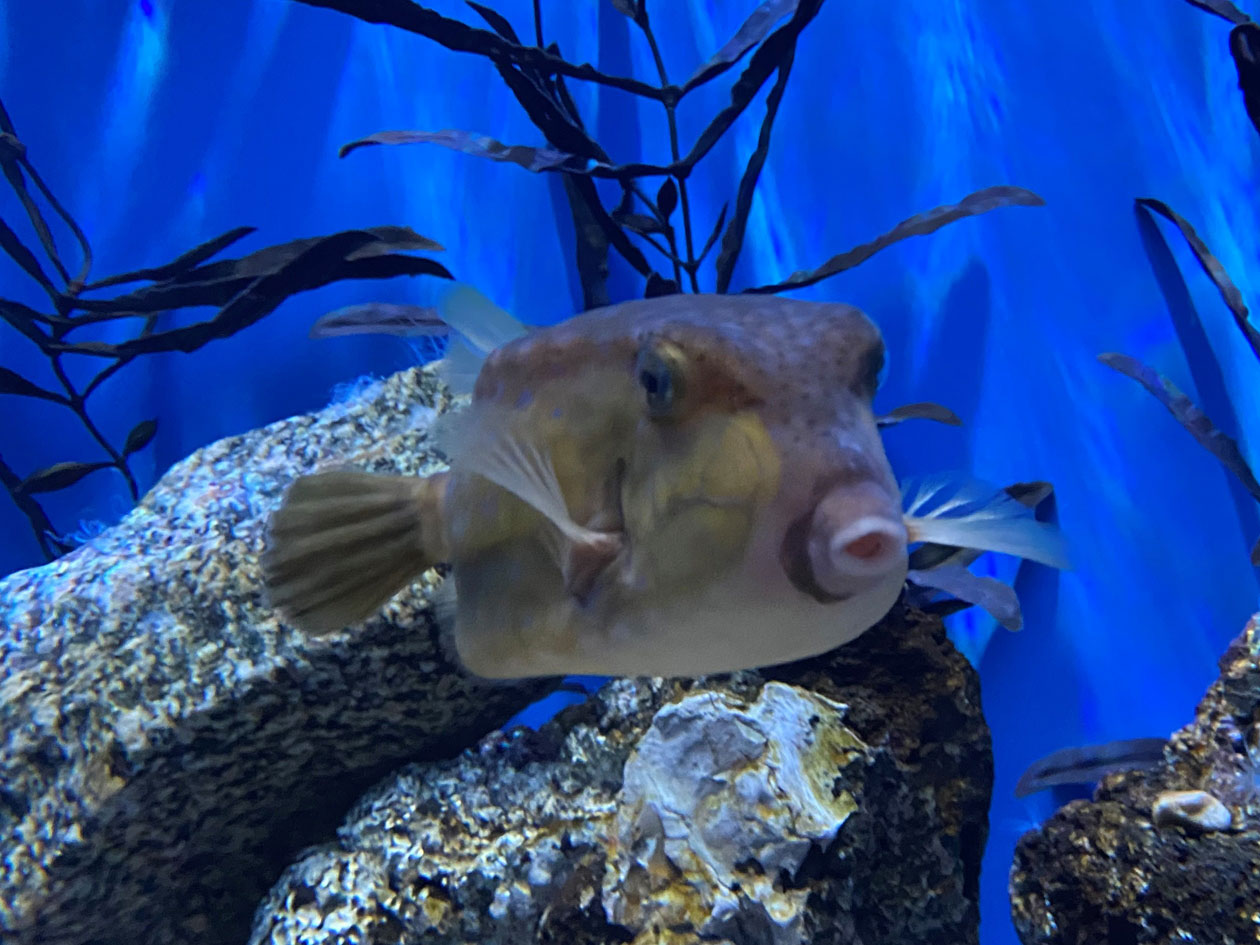 🐡プチアトラクション増えてます🐡 今回ご紹介するのは「ミドリフグすくい」😳 金魚すくいと同様、ポイですくいます。 すばしっこくて小さいフグを追いかけるの 楽しい😍3月のご予約受付中です！ 春のお出かけにいかがですか？コロナ対策してます 🙋🏻‍♀️ ・施設内に