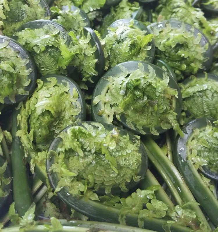 春を感じる山菜「こごみ」を使ったおすすめレシピと下処理方法を動画でご紹介クラシル