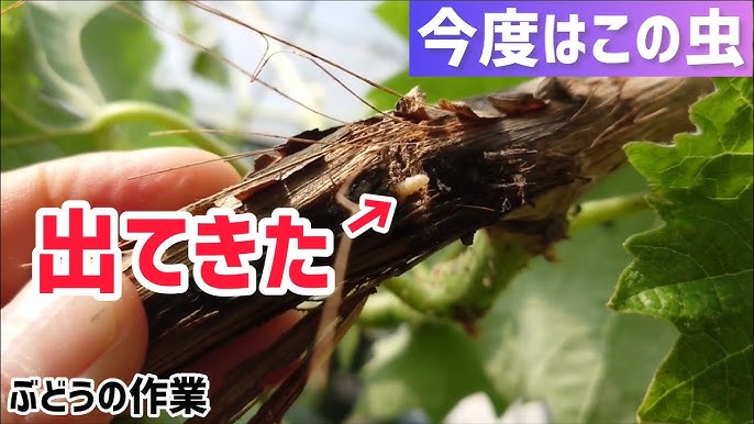 シャインマスカットの害虫４☆ドウガネブイブイ・コガネムシに葉が食べられた!!魔法の便利帳