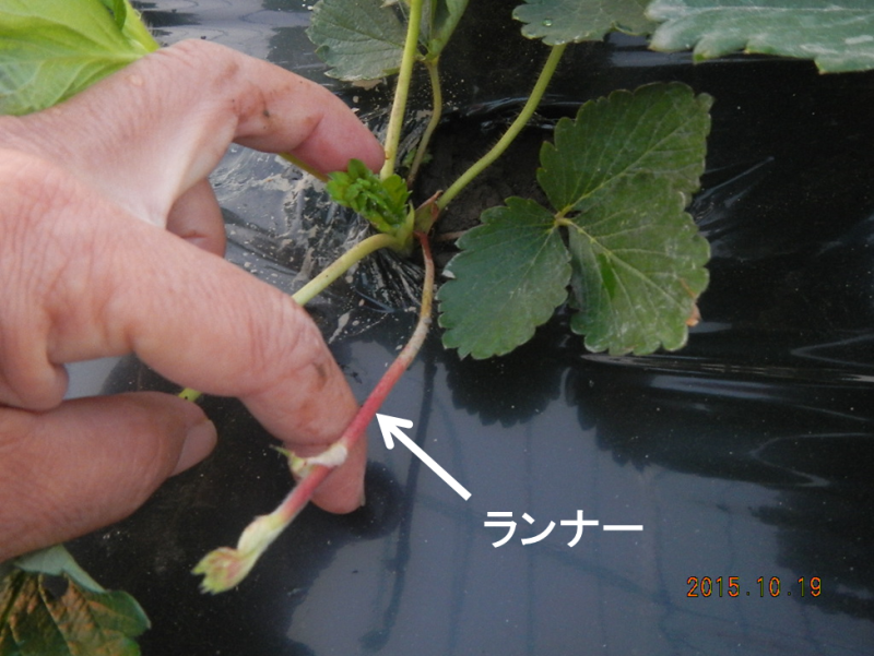 イチゴ苗の増やし方ランナーから新しい子苗を作る方法家庭菜園インフォパーク