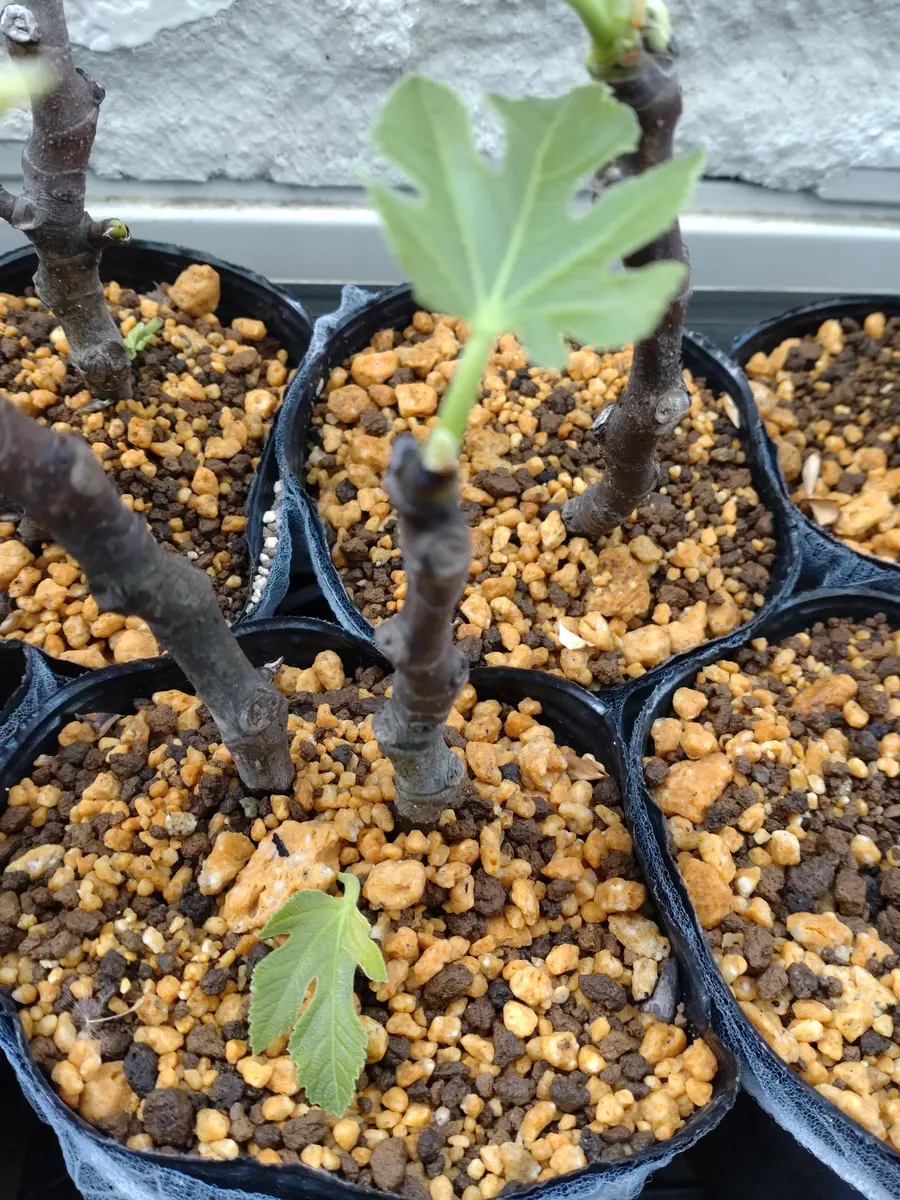 イチジクの木の育て方。初心者でも簡単な植え方や手入れ方法