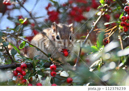 ピラカンサス トキワサンザシ、ヒマラヤトキワサンザシ、タチバナモドキ 冬場に赤い実をたくさんつける植物です。: 趣味の自然観察、デジカメ持ってお散歩