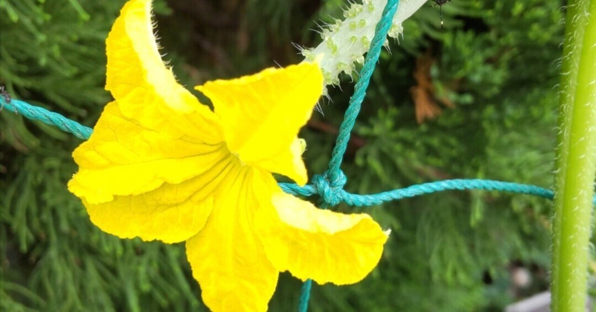 キュウリの花が咲かないのんびり家庭菜園日記