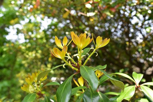 モッコクの実を食べるメジロ : あだっちゃんの花鳥風月