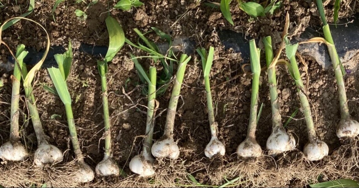 にんにく栽培の失敗談みやた自然農場