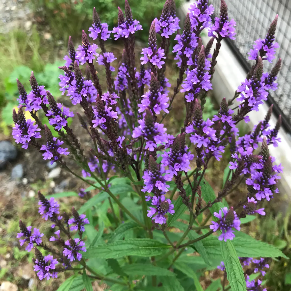 バーベナハスタータYEBISU BEER TOWN - ヱビス公式ファンコミュニティ