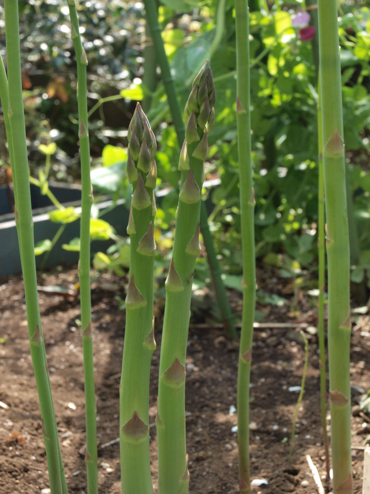 アスパラ菜は茎が美味しい - おいしい野菜をつくろう