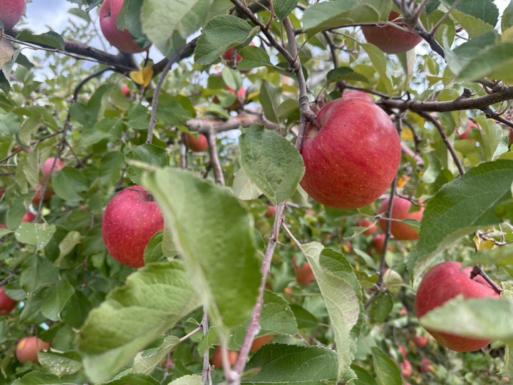 レンジで5分 超簡単！焼きりんごが美味しすぎる。 - YouTube