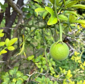 カラタチの実とミズアオイ - 法華寺公式ホームページ - 総国分尼寺 法華寺門跡