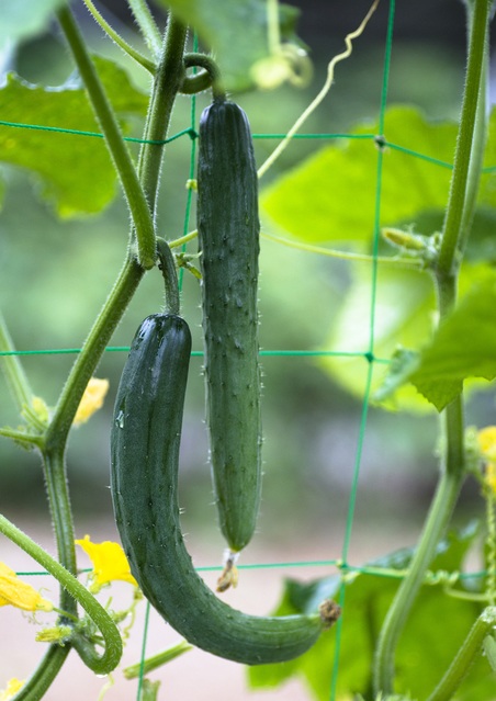Amazon収納ケース付き皮削り刀 ステンレス皮を剥く器 多機能 きゅうり 皮むき器 にんじん ステンレ 山芋 皮剥き 家庭用 キッチン用 手動ゴミ箱付き 皮を剥く刀 食べ物は皮むきナイフを使います グリーン ピーラー・皮むき器 オンライン通販