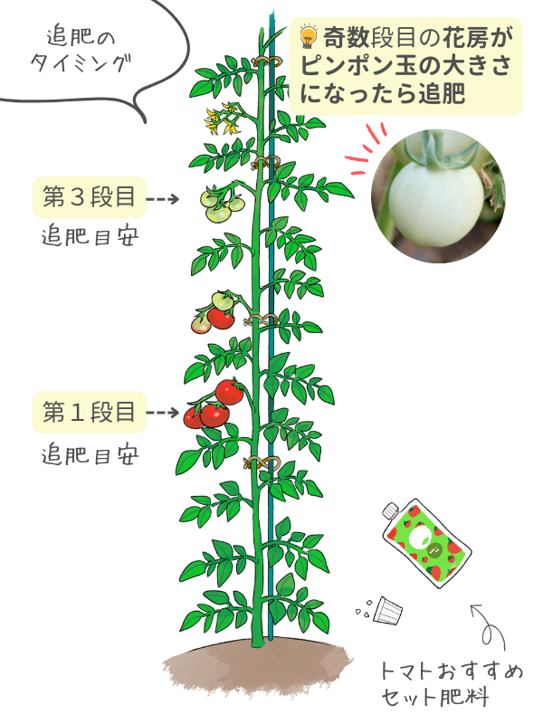 トマトの整枝法 連続2段摘心 赤毛農園の農作業リポート