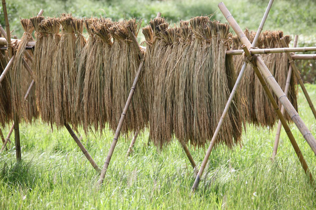 米作りへの挑戦！稲刈りの様子！手刈り＆掛け干しなんです！その2 稲刈り終了しました！: ＦＬＣパートナーズストア