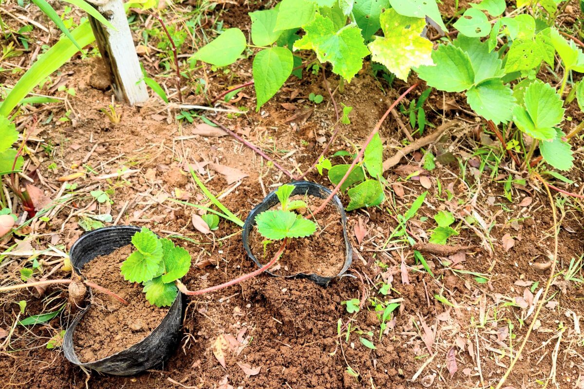 イチゴの育て方プランター栽培の苗の植え方や時期、冬越しなど解説🍀GreenSnap グリーンスナップ