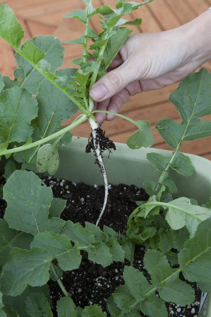 大根の収穫ばさわファームブログ
