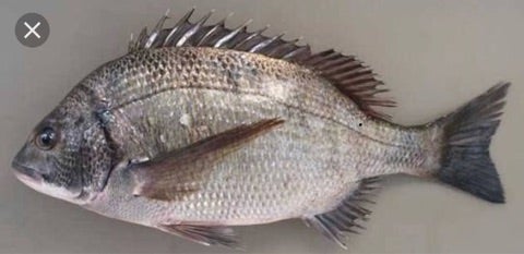 マダイ - Wikipedia