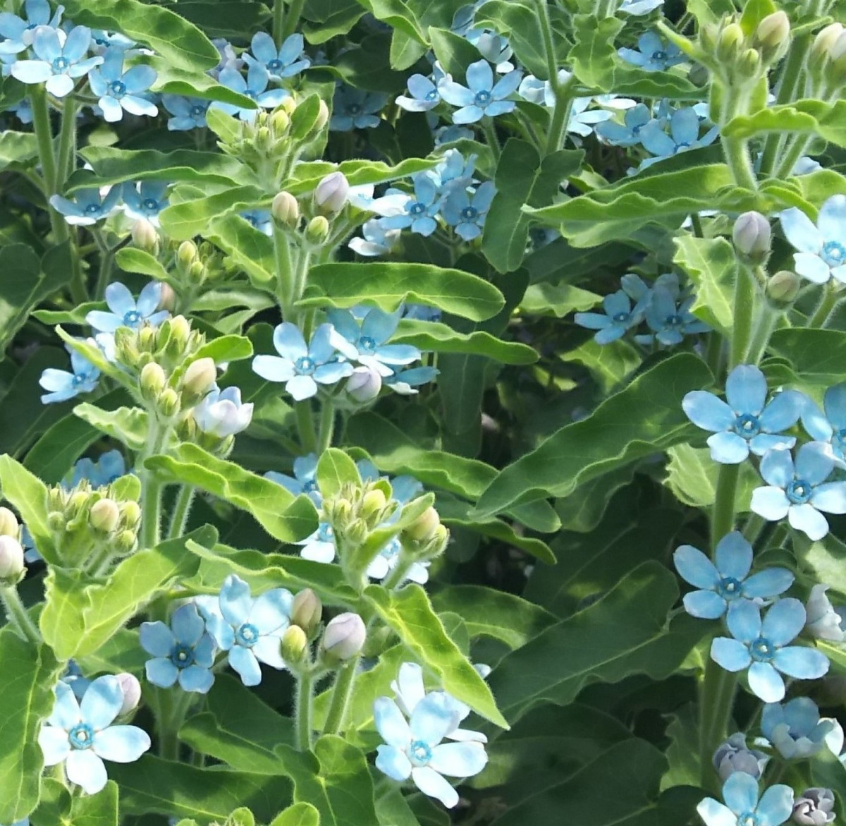 菜の花公園の菜の花 例年見頃4月下旬～5月上旬_花_花・桜トリップアイデアGo NAGANO 長野県公式観光サイト