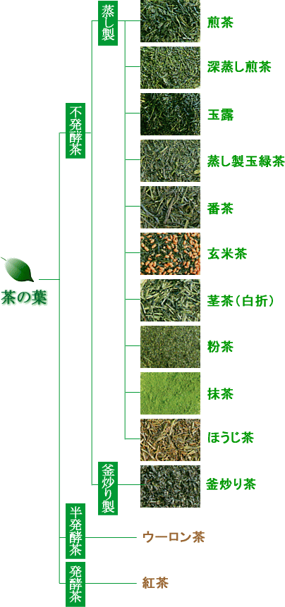 世界のお茶お茶百科キッズ