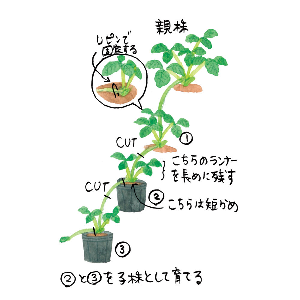 楽天市場 いちごランナーピン購入者限定特典 いちごの育て方質問お答えします！ はじめて苗から子株を育てる方必需品 いちごランナー いちご 栽培 栽培初心者 いちご苗 ピン 苗を止める 誘引 農業用資材 留め 園芸資材 抑え 家庭菜園 プロ使用※いちごランナーピン100個
