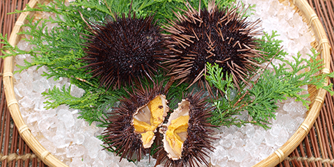 大量発生のウニ 廃棄野菜で“絶品”に変身『the SOCIAL』傑作選 2019年11月19日放送より