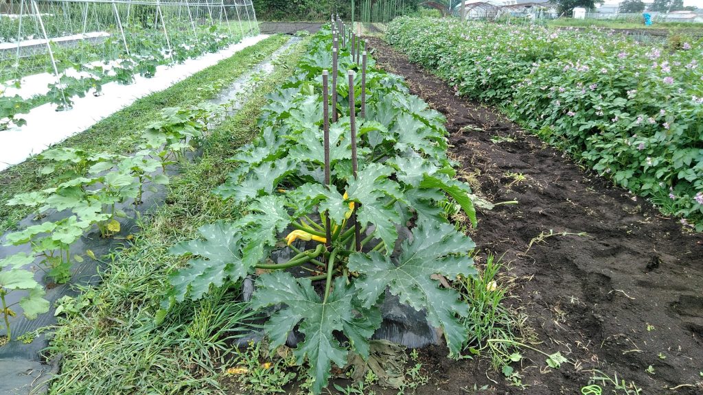 ズッキーニの育て方・栽培方法 植え方やお手入れのコツやポイントまで。通販 - ディノス