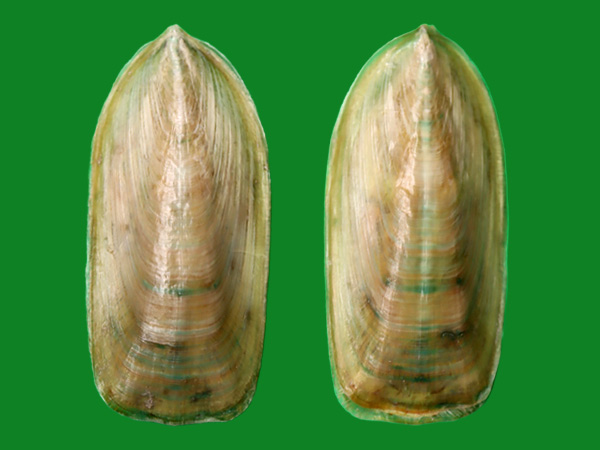 农村的海豆芽，70、80后的你可能吃过，潮汕人把它称为“胶墙” - 每日头条