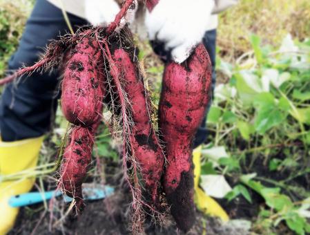 芋蔓式のイラスト素材 - PIXTA