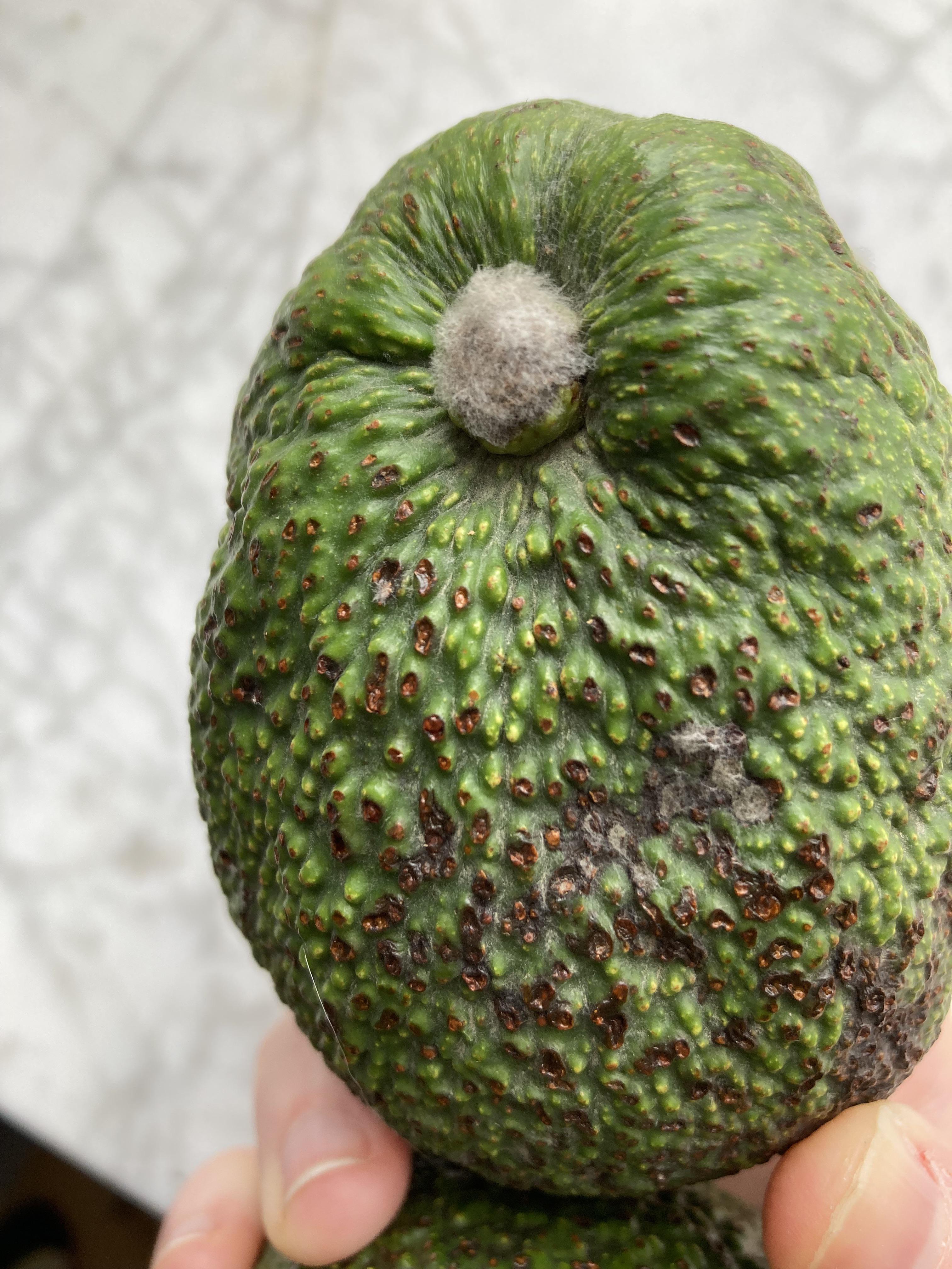 アボカドの皮に白いカビが発生しました。 - 中身は綺麗ですが食べれますか？ - Yahoo!知恵袋