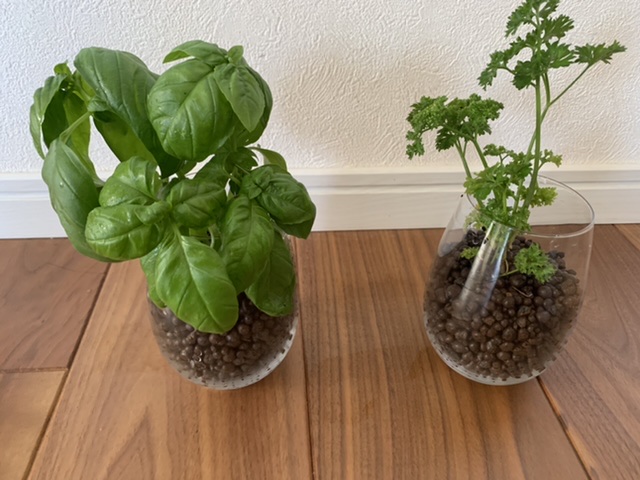 バジルとパセリをハイドロカルチャーで育てる - 好きこそモノの上手なれ