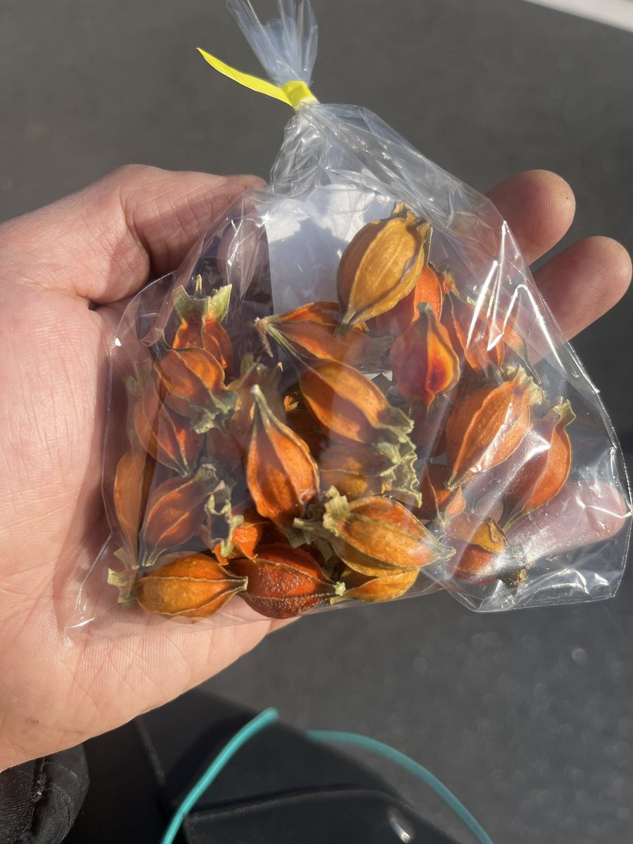 サフラン: 妙高ロココの庭