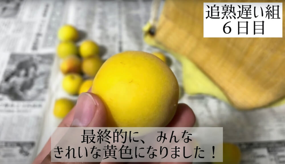 梅干し 追熟 やり方TikTok