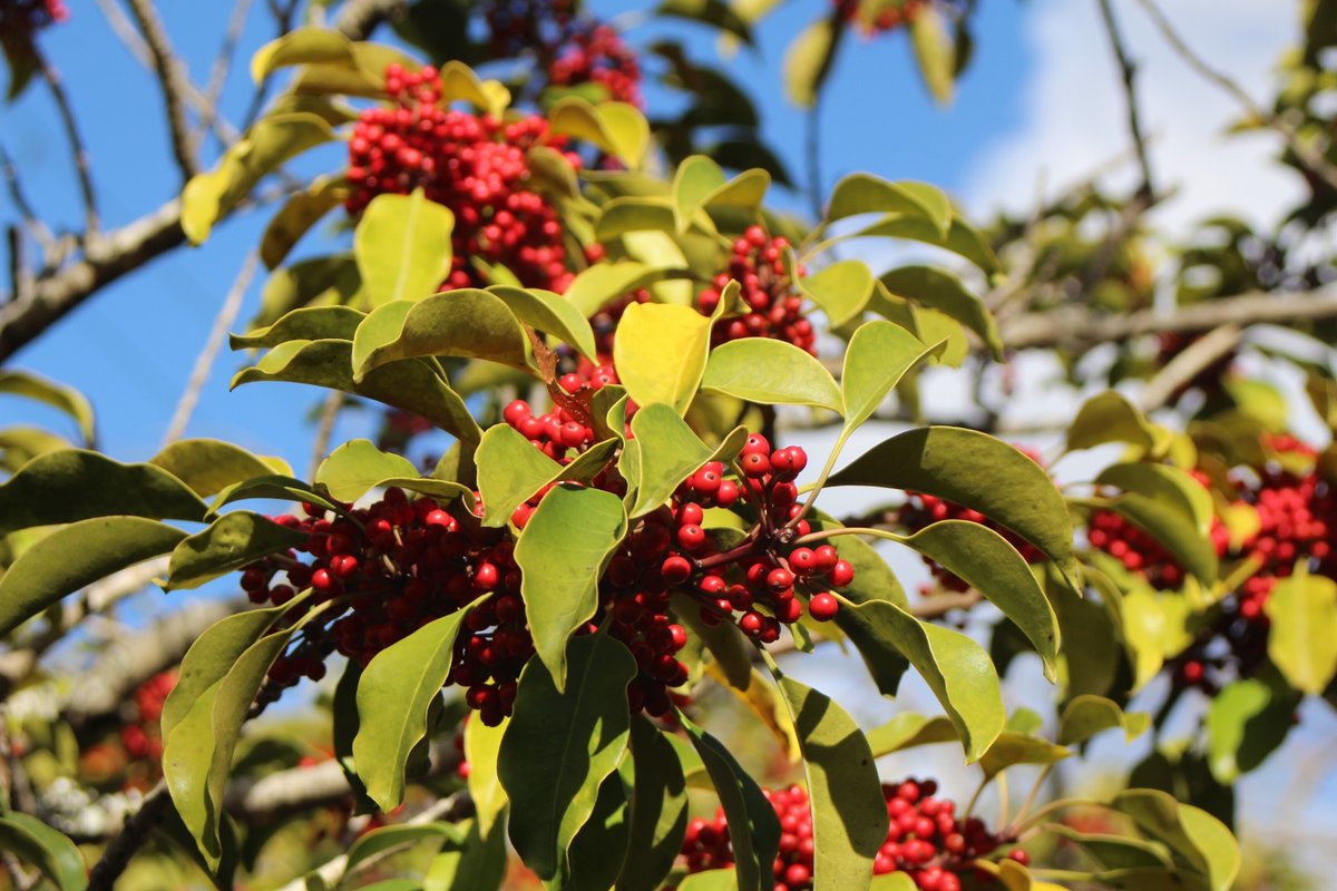 モッコクの実を食べる ＊ヤマガラ: メンバラ＆身近な自然